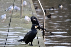 Phalacrocorax carbo carbo