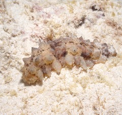 Stichopus