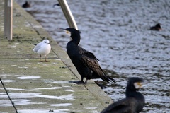 Phalacrocorax carbo carbo