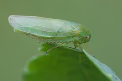 Batracomorphus allionii