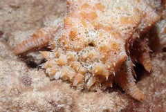 Stichopus