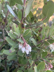 Arctostaphylos tomentosa