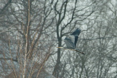 Ardea cinerea