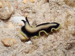 Pseudoceros paralaticlavus