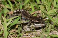 Leptodactylus latinasus