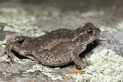 Rhinella arenarum