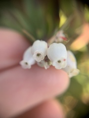 Arctostaphylos tomentosa