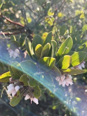 Arctostaphylos