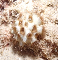 Palythoa tuberculosa