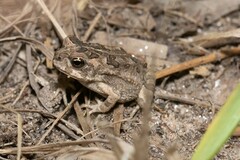 Rhinella arenarum