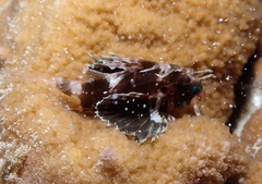 Dendrochirus barberi