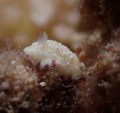 Goniobranchus albopustulosus
