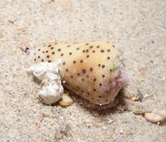 Conus pulicarius