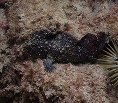 Taenianotus triacanthus