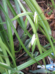Galanthus