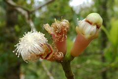 Syzygium aromaticum