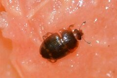 Stelidota geminata