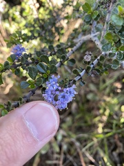 Ceanothus rigidus