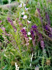 Astragalus austriacus