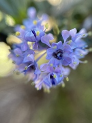 Ceanothus rigidus