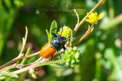 Labidostomis taxicornis