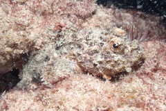 Scorpaenidae