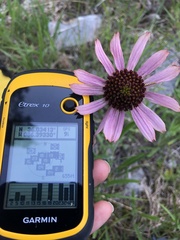 Echinacea tennesseensis
