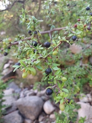 Condalia microphylla