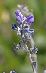 Lupinus argenteus argenteus