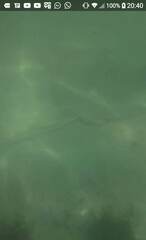 Hypanus berthalutzae