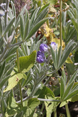 Lupinus argenteus argenteus
