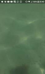 Hypanus berthalutzae