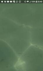 Hypanus berthalutzae