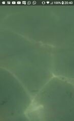 Hypanus berthalutzae