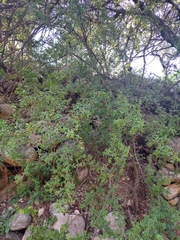 Condalia microphylla