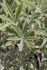 Lupinus argenteus argenteus