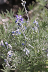 Lupinus argenteus argenteus