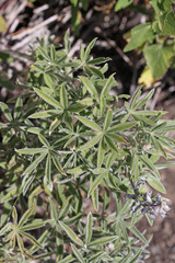 Lupinus argenteus argenteus