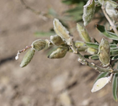 Lupinus argenteus argenteus