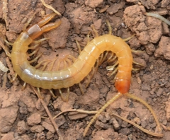 Plutonium zwierleini