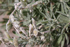 Lupinus argenteus argenteus