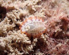 Goniobranchus decorus