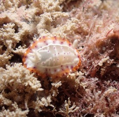 Goniobranchus decorus