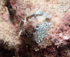 Monetaria caputophidii