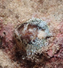 Monetaria caputophidii