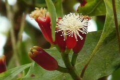 Syzygium aromaticum