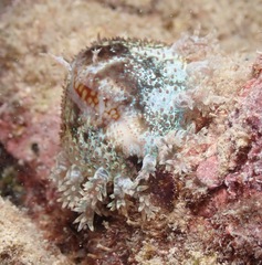 Monetaria caputophidii