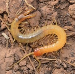 Plutonium zwierleini