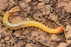 Plutonium zwierleini