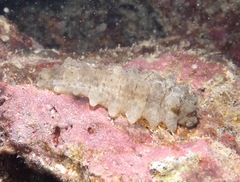 Stichopus